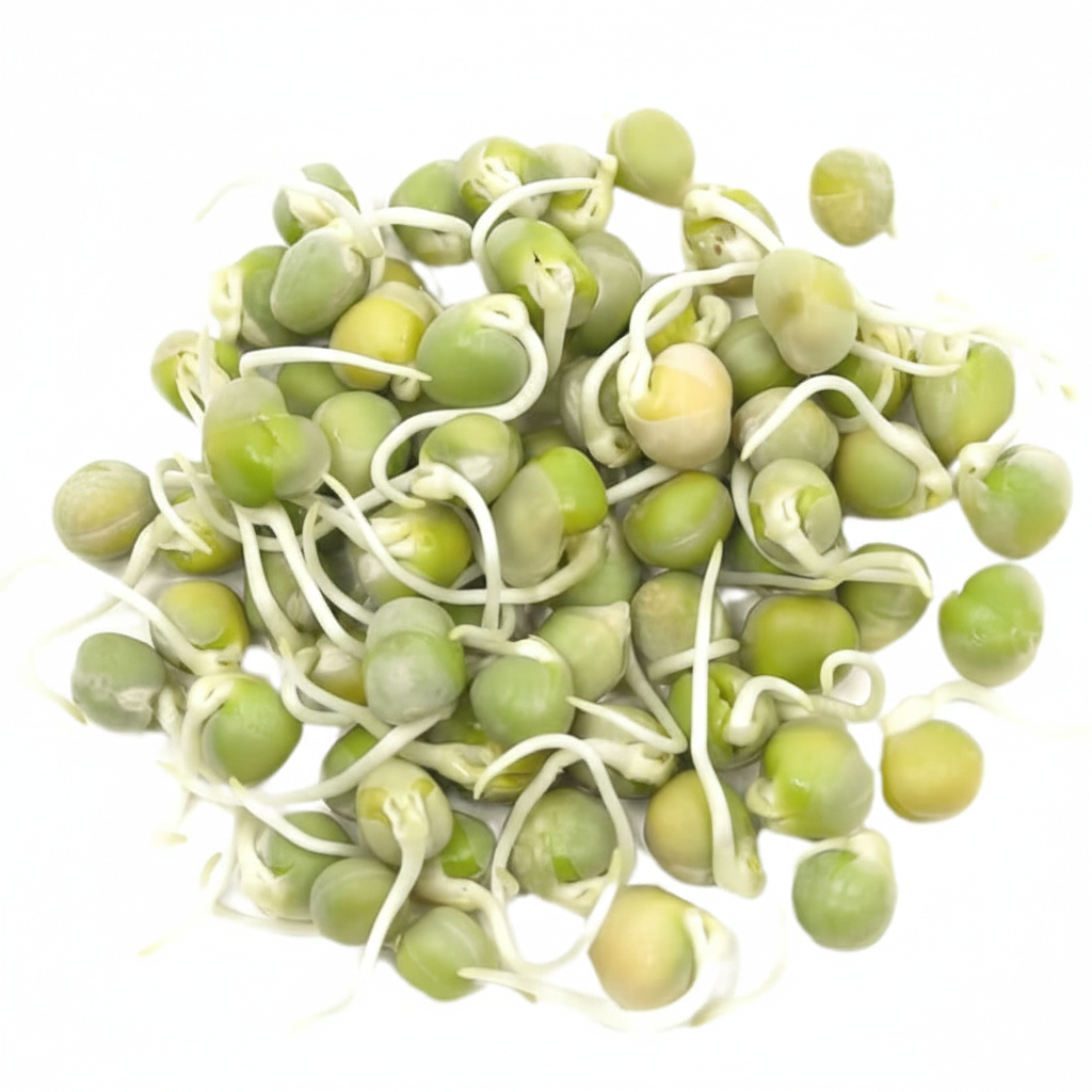 Green Pea Sprouts