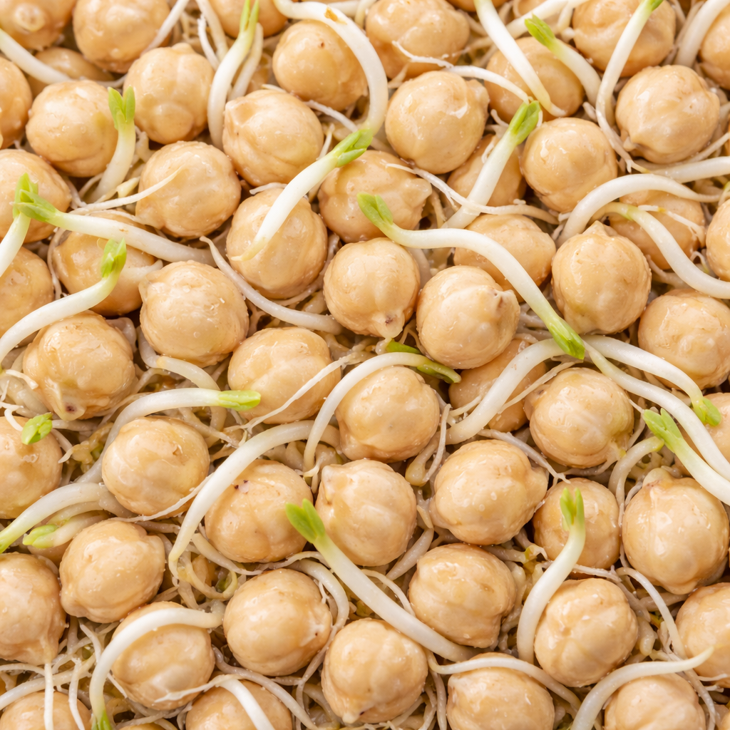White Chickpea Sprouts
