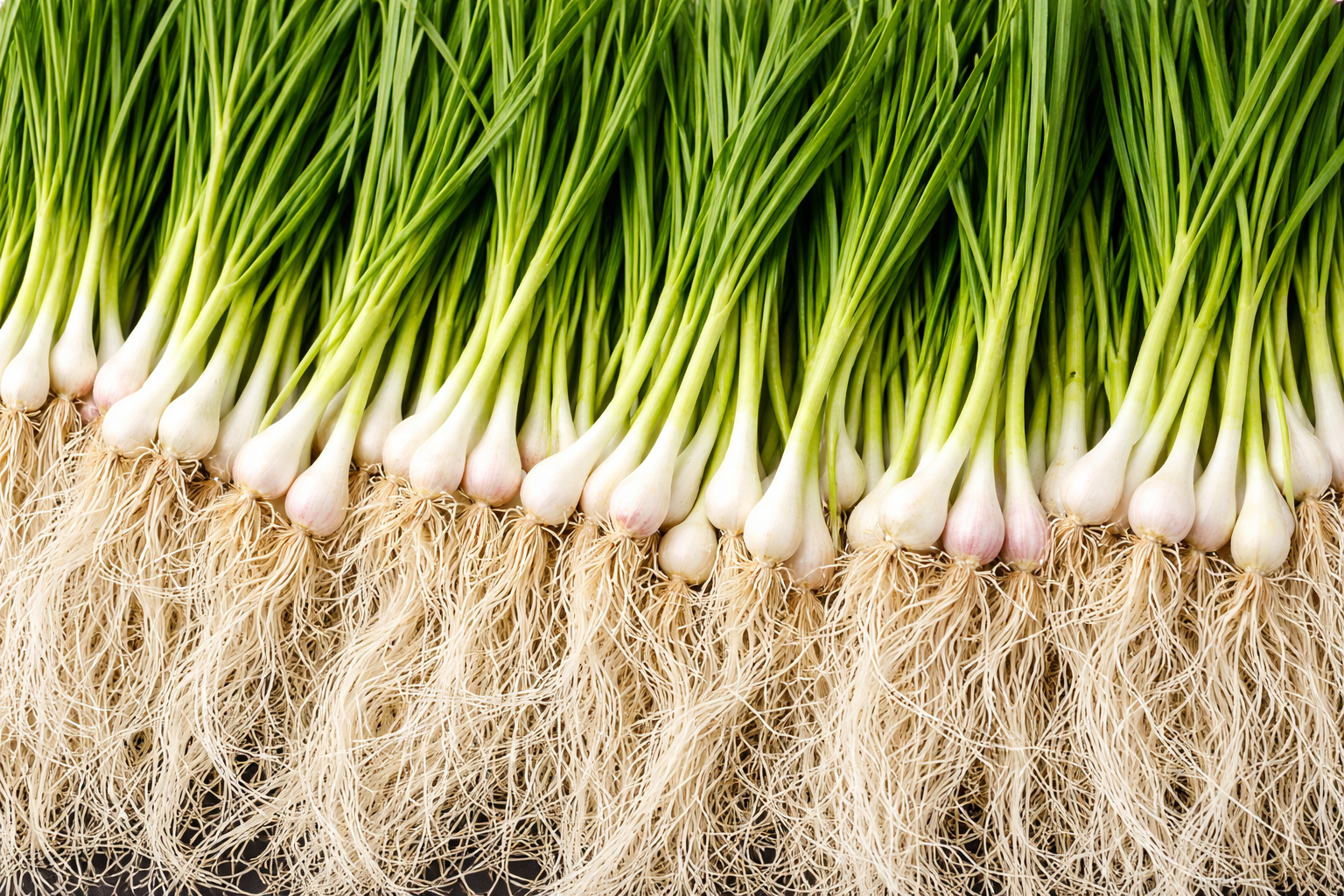 Garlic Greens